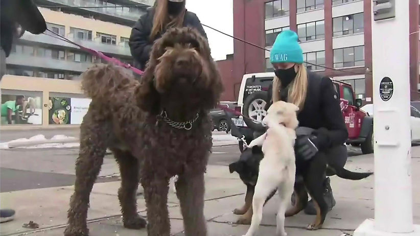 Toronto CTV Dog Walking Re-Opened